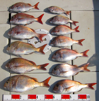 来温丸（らいおんまる） 釣果