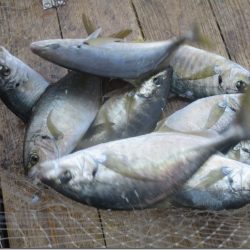 海正丸 釣果