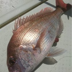 マタウマリンサービス 釣果