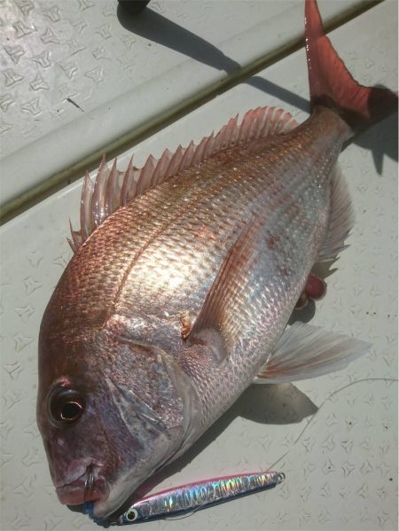 マタウマリンサービス 釣果