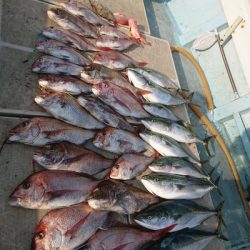 旭星釣りセンター 釣果