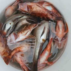 内浜丸 釣果