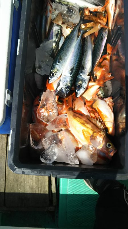 モンロー号 釣果