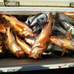 モンロー号 釣果