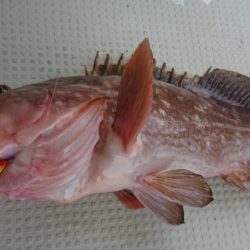 オーフリー 釣果