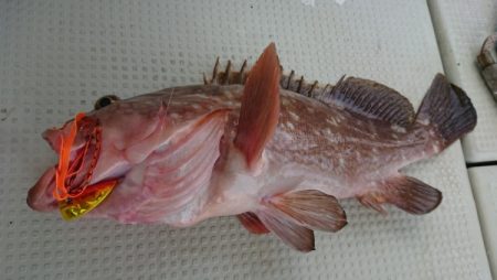 オーフリー 釣果