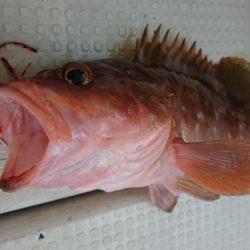 オーフリー 釣果