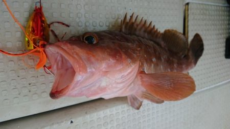 オーフリー 釣果