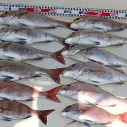 松本釣船２ 釣果