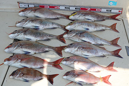 松本釣船２ 釣果