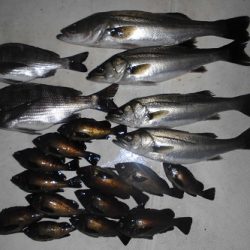 ルアー船マヒマヒ 釣果