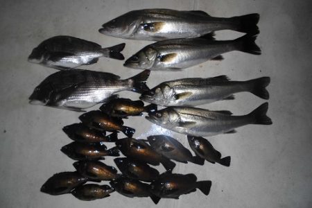 ルアー船マヒマヒ 釣果