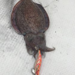 マタウマリンサービス 釣果