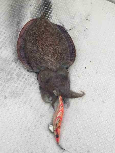 マタウマリンサービス 釣果