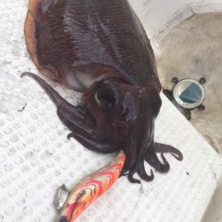 マタウマリンサービス 釣果