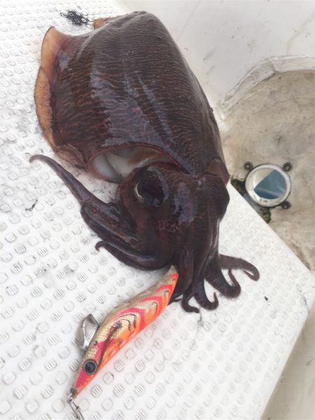 マタウマリンサービス 釣果