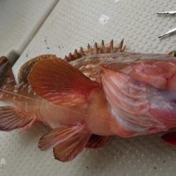 オーフリー 釣果