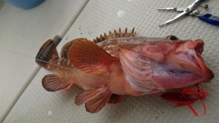 オーフリー 釣果