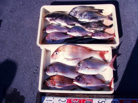 朝日丸 釣果