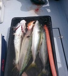 海龍丸(福岡) 釣果