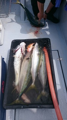 海龍丸(福岡) 釣果