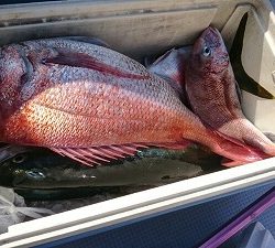 海龍丸(福岡) 釣果