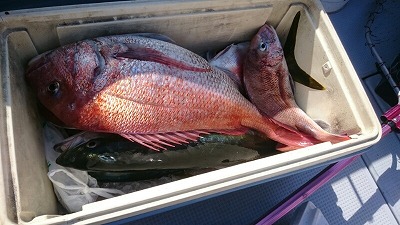 海龍丸(福岡) 釣果