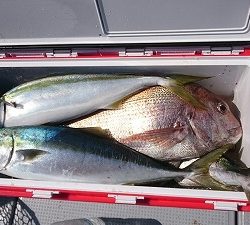 海龍丸(福岡) 釣果