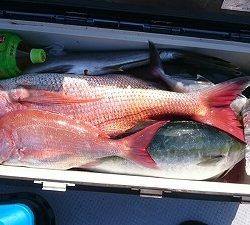 海龍丸(福岡) 釣果