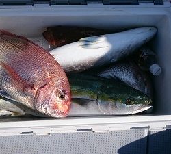 海龍丸(福岡) 釣果