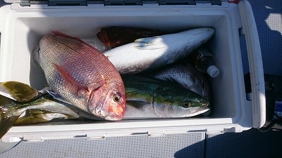 海龍丸(福岡) 釣果