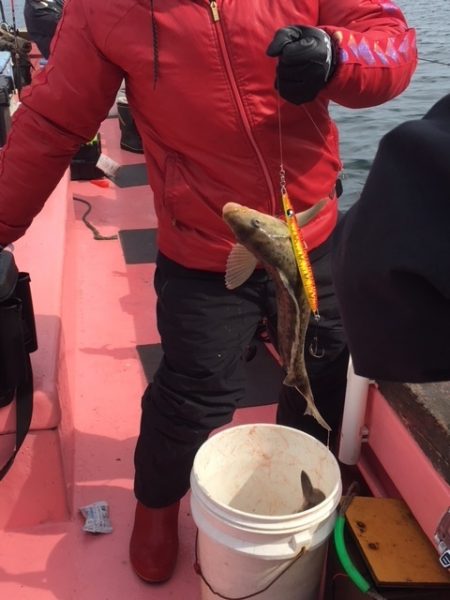 第八平成丸 釣果