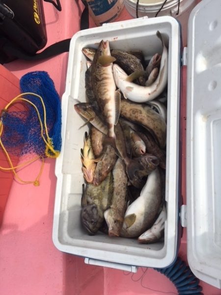 第八平成丸 釣果