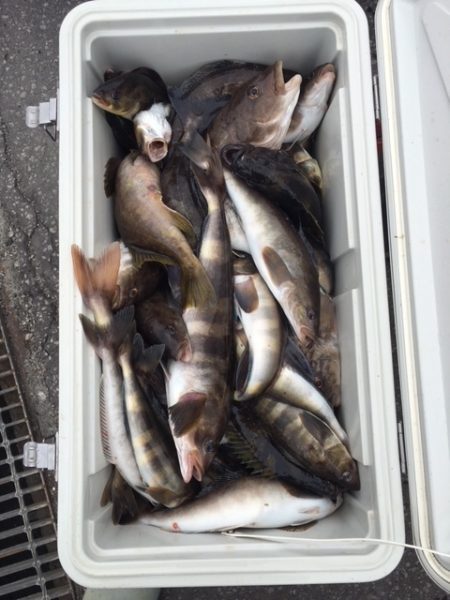 第八平成丸 釣果