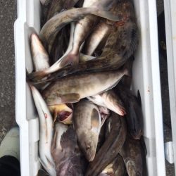 第八平成丸 釣果