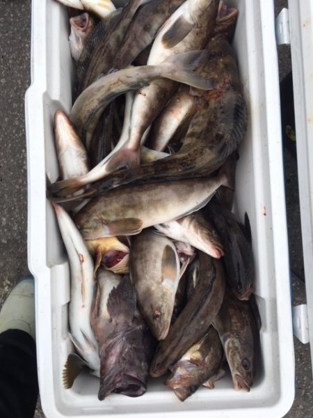 第八平成丸 釣果