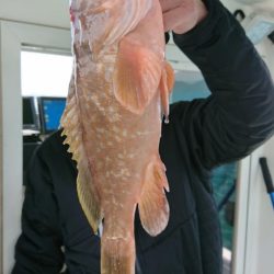 オーフリー 釣果