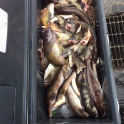 第八平成丸 釣果