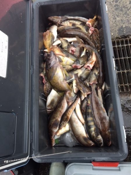 第八平成丸 釣果