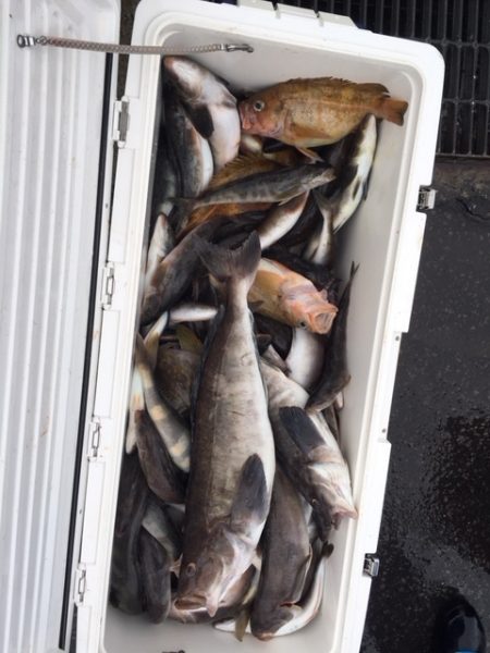 第八平成丸 釣果