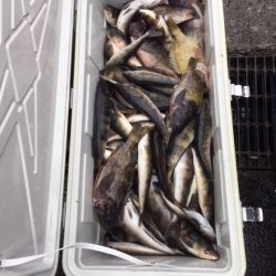 第八平成丸 釣果