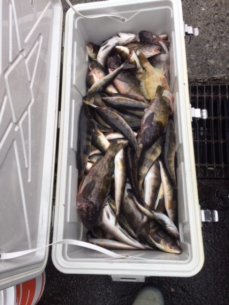 第八平成丸 釣果