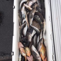 第八平成丸 釣果