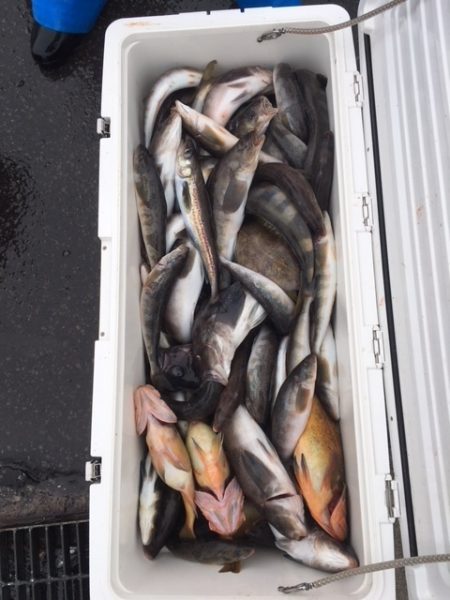 第八平成丸 釣果