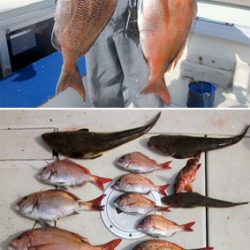 来温丸(らいおんまる) 釣果