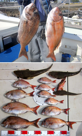 来温丸（らいおんまる） 釣果