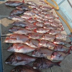 旭星釣りセンター 釣果