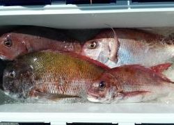 長栄丸(静岡) 釣果