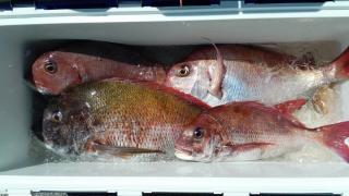 長栄丸(静岡) 釣果