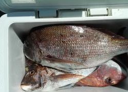 長栄丸(静岡) 釣果